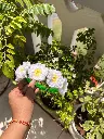 Floral Hairband