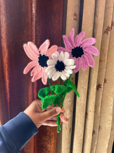 African Daisy