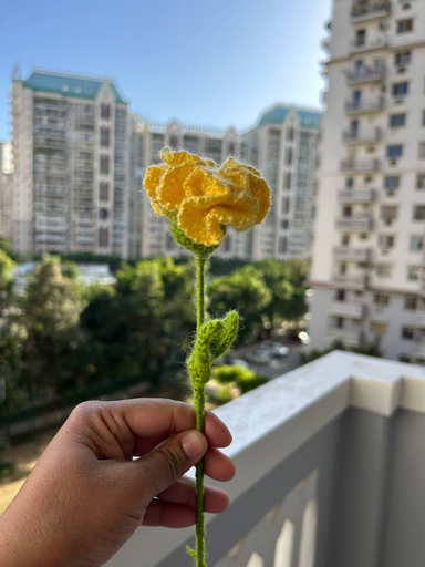 Carnation